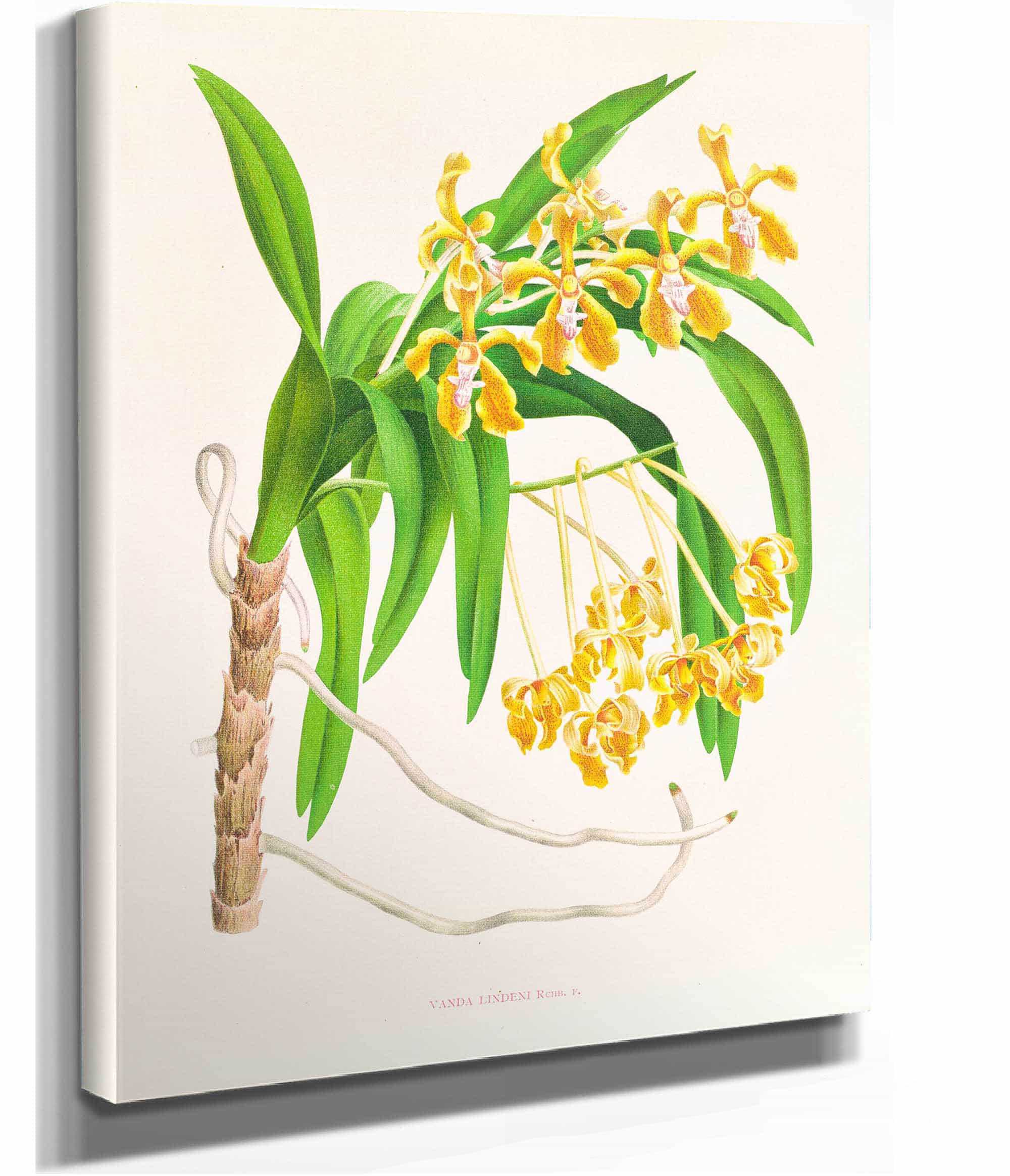 Vanda Lindeni by Jean Jules Linden