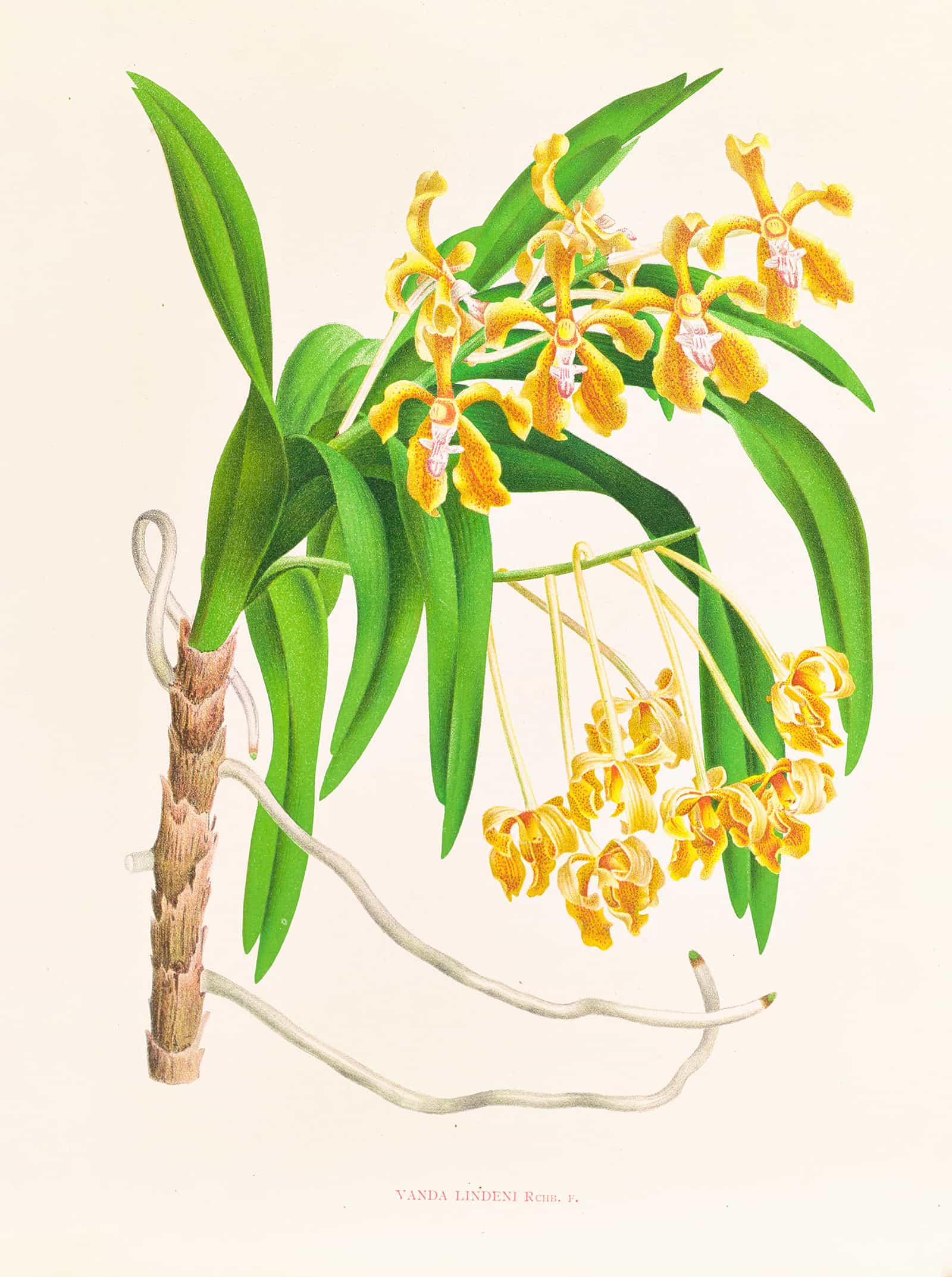 Vanda Lindeni by Jean Jules Linden - Image 2