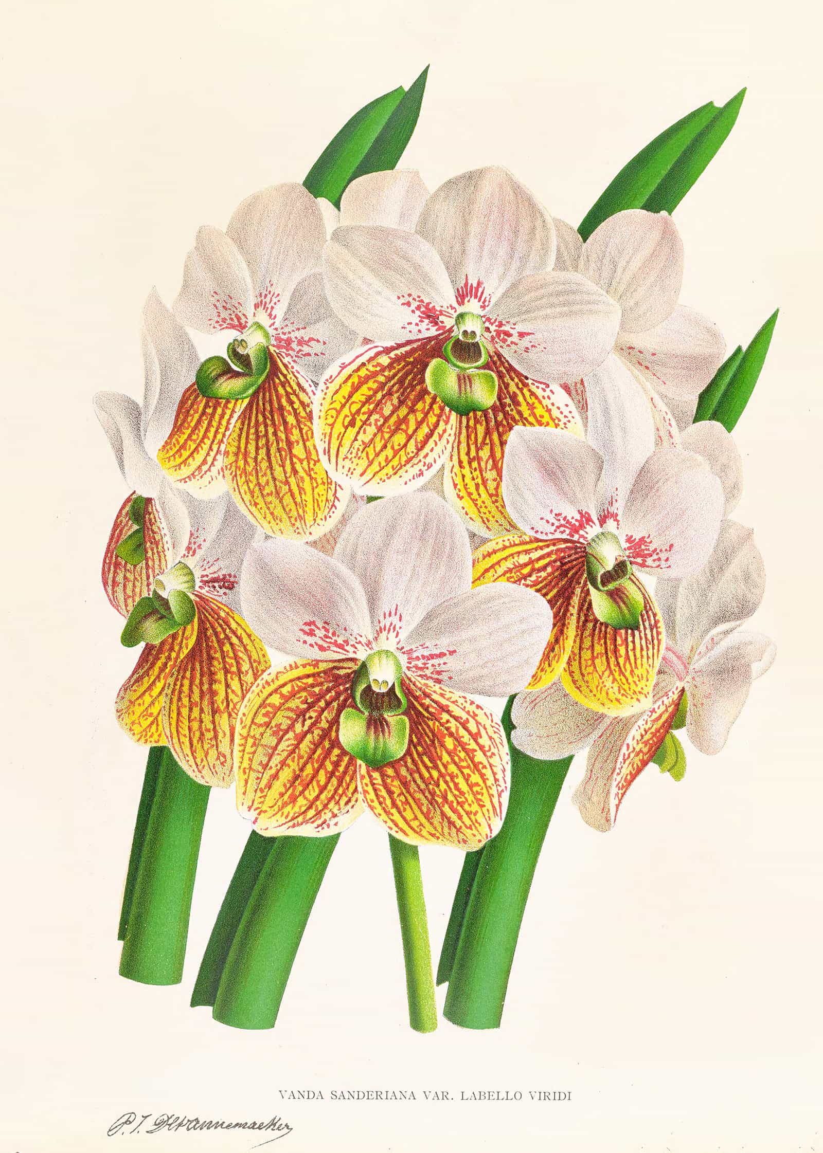 Vanda Sanderiana Var Labello Viridi by Jean Jules Linden - Image 2