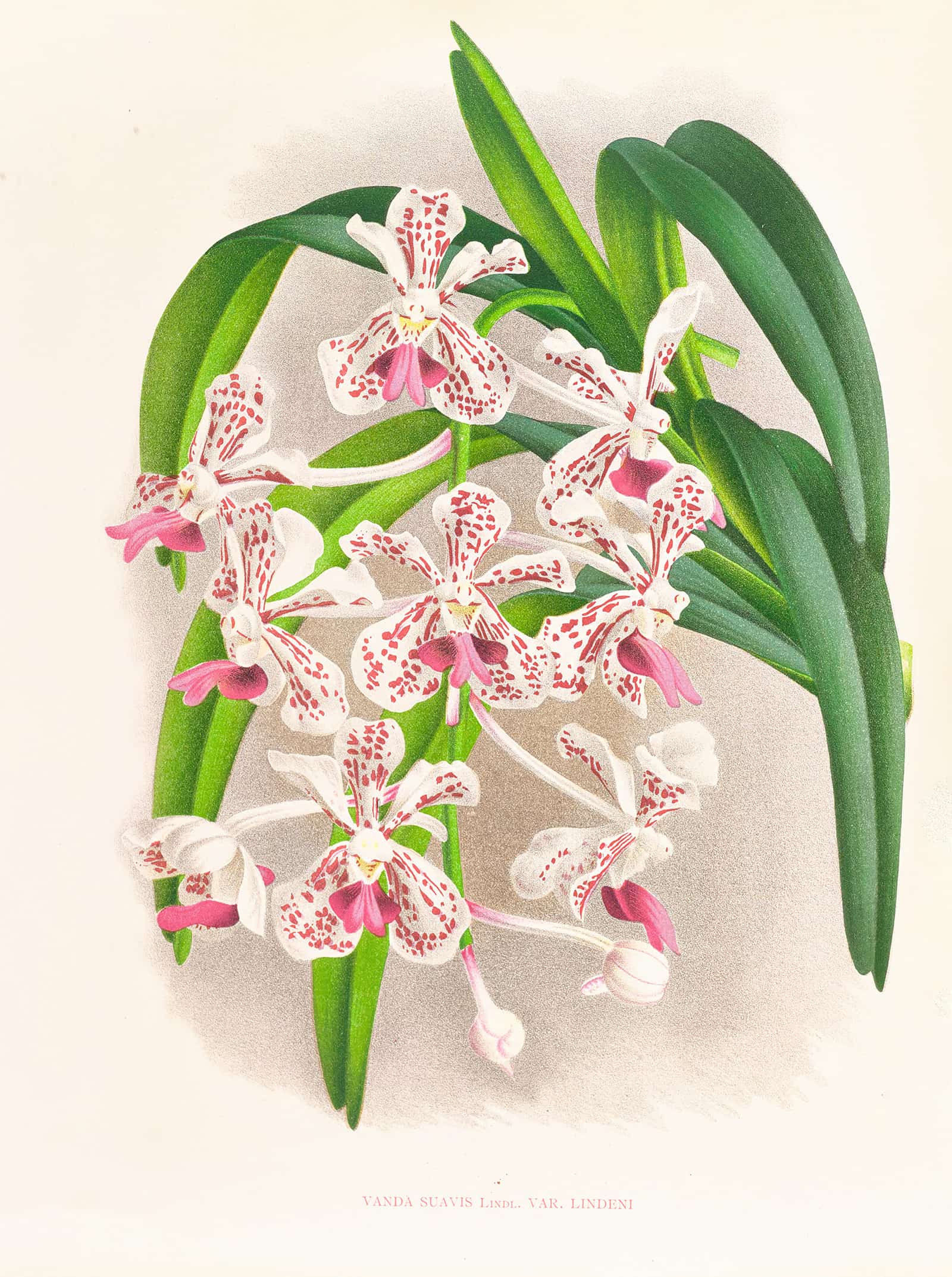 Vanda Suavis by Jean Jules Linden - Image 2