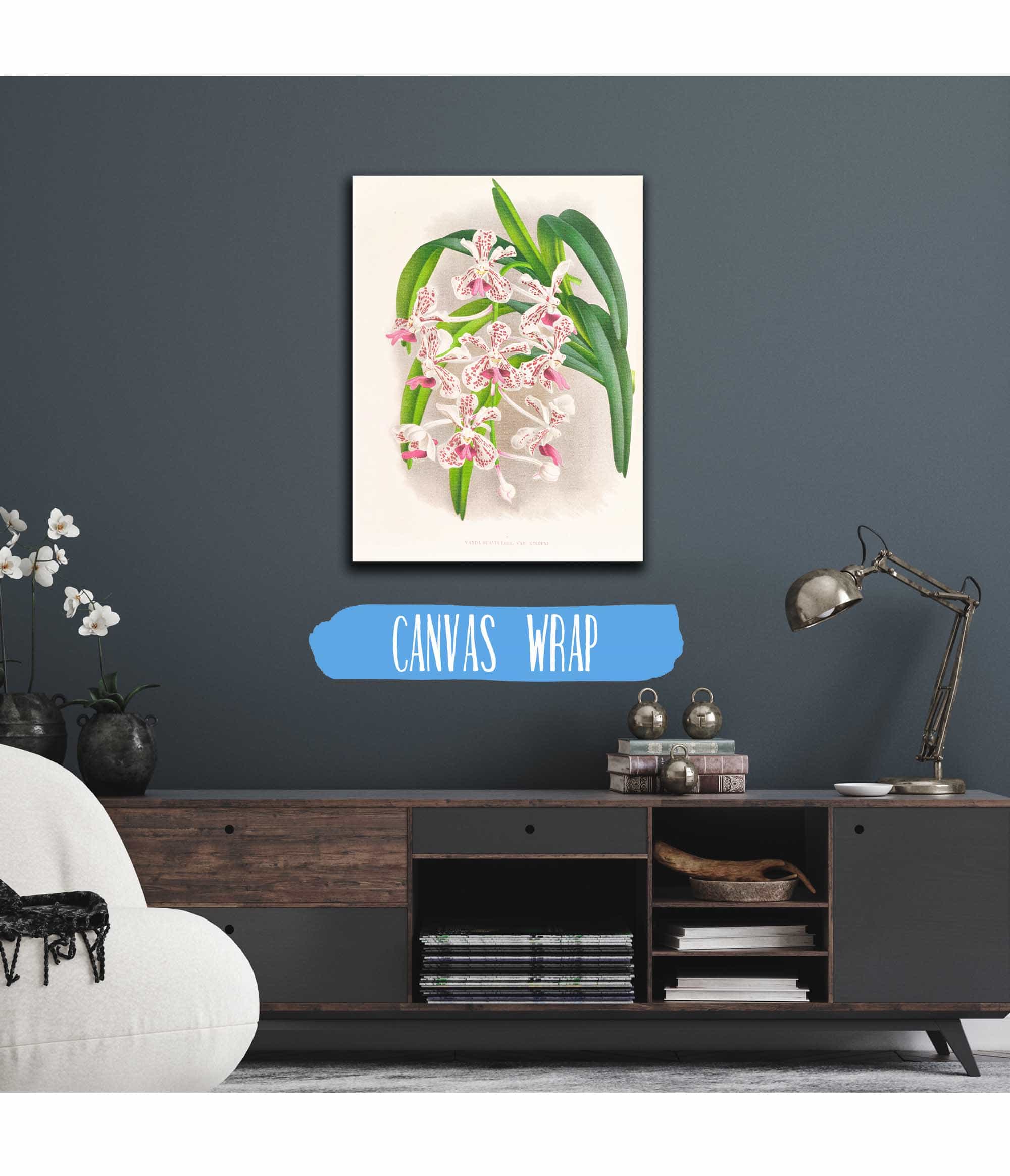 Vanda Suavis by Jean Jules Linden - Image 3