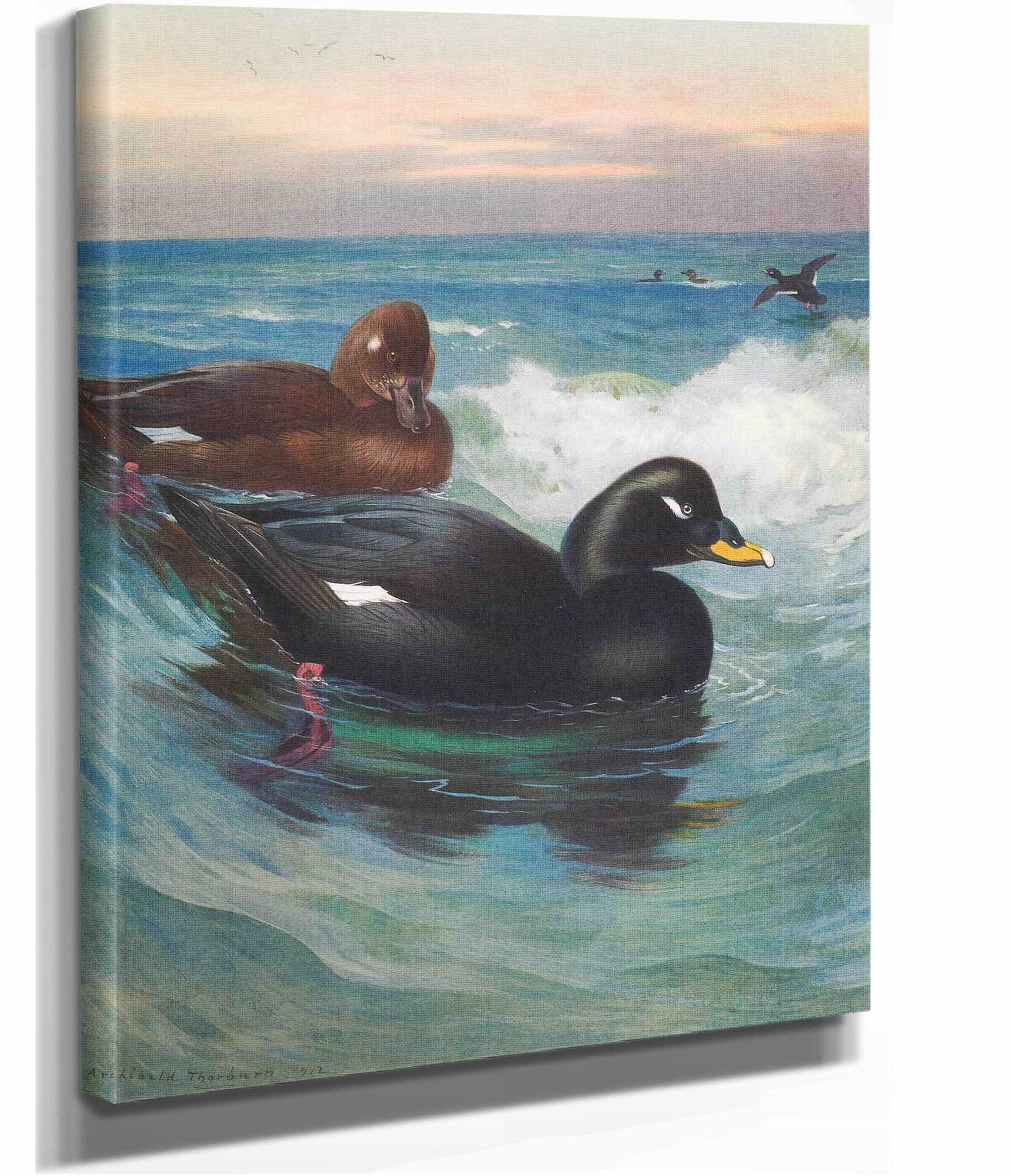 Velvet Scoter by Archibald Thorburn - Image 2