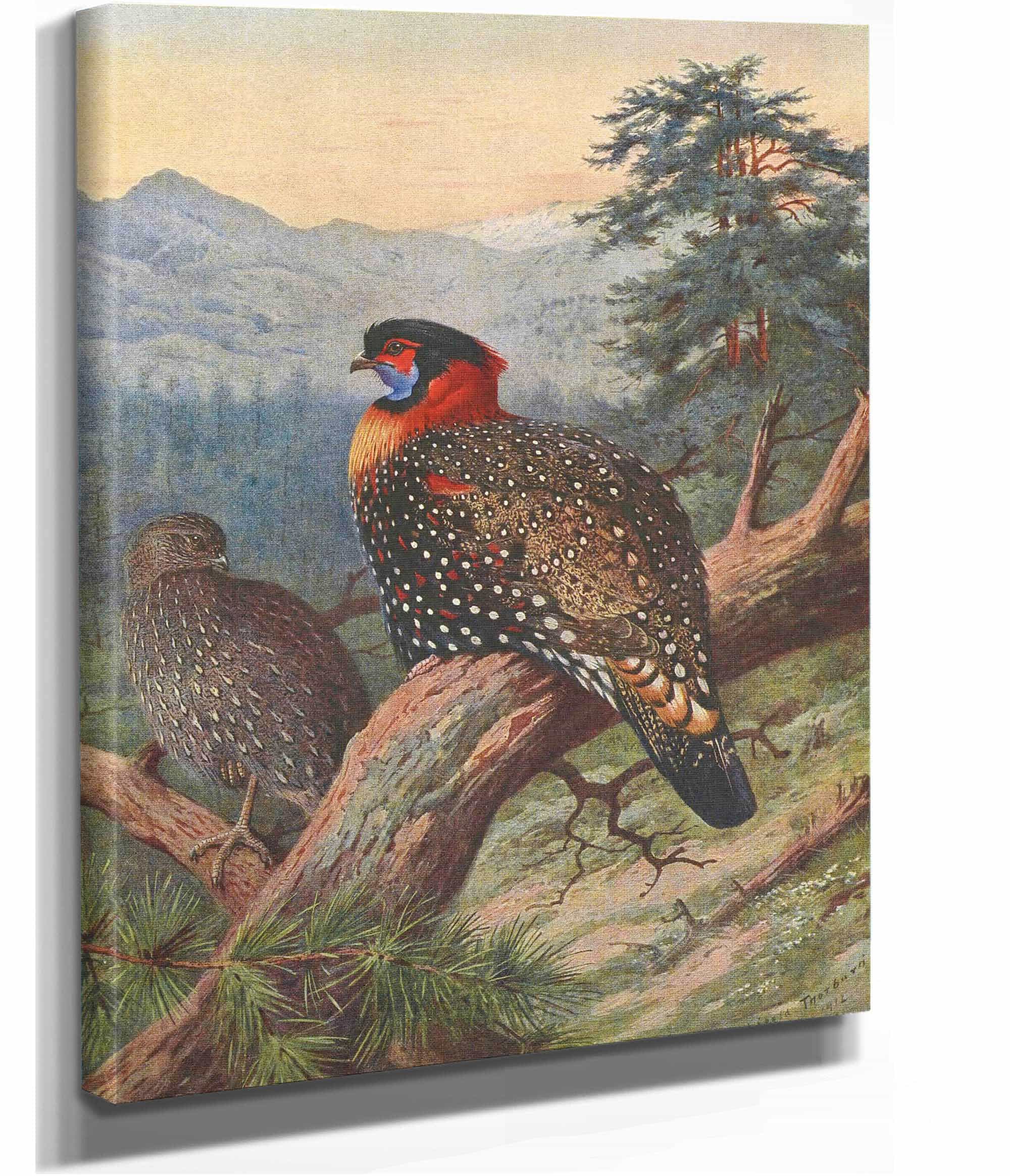 Western Tragopan by Archibald Thorburn - Image 2