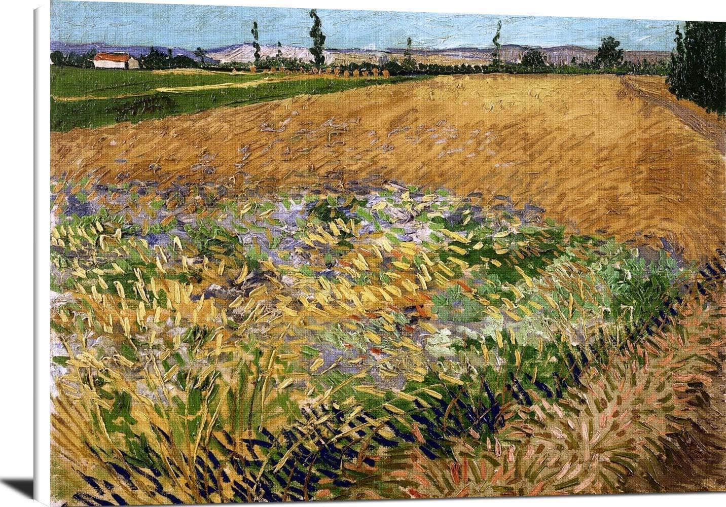 Wheatfield Painting Vincent Van Gogh Canvas Art