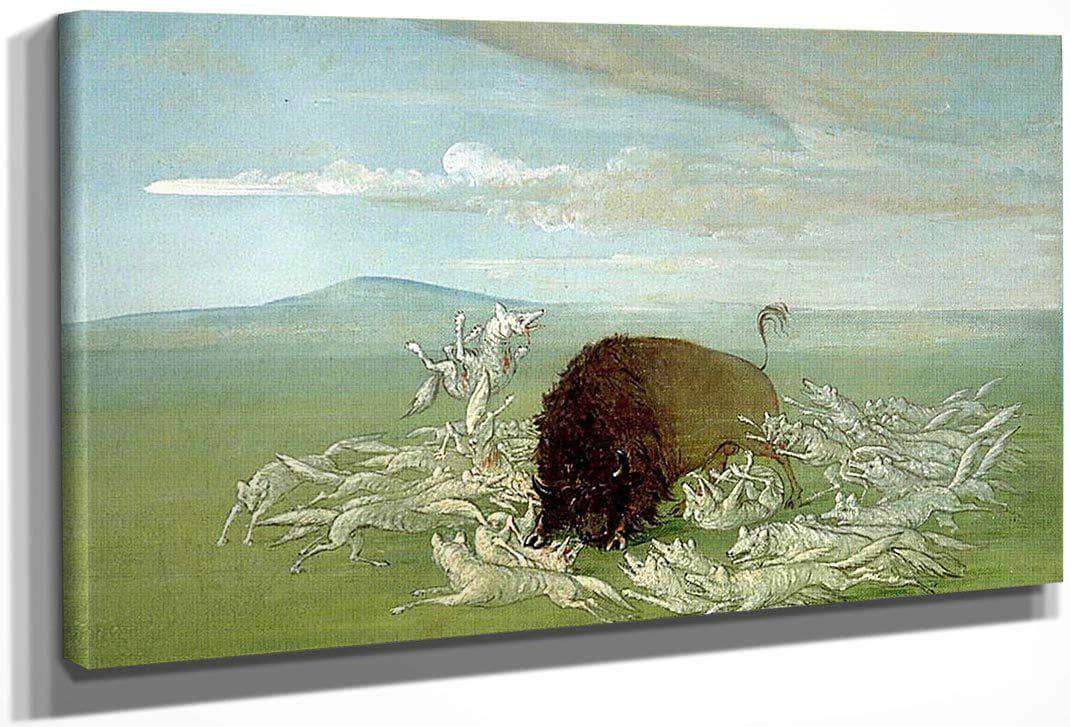 White Wolves Attacking A Buffalo Bull By George Catlin