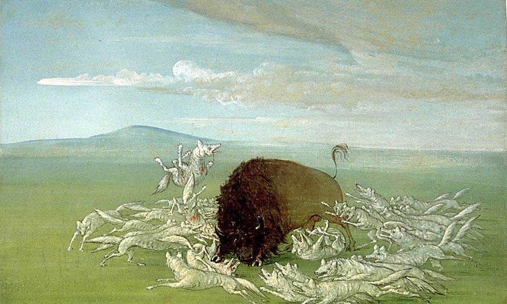 White Wolves Attacking A Buffalo Bull By George Catlin - Image 7
