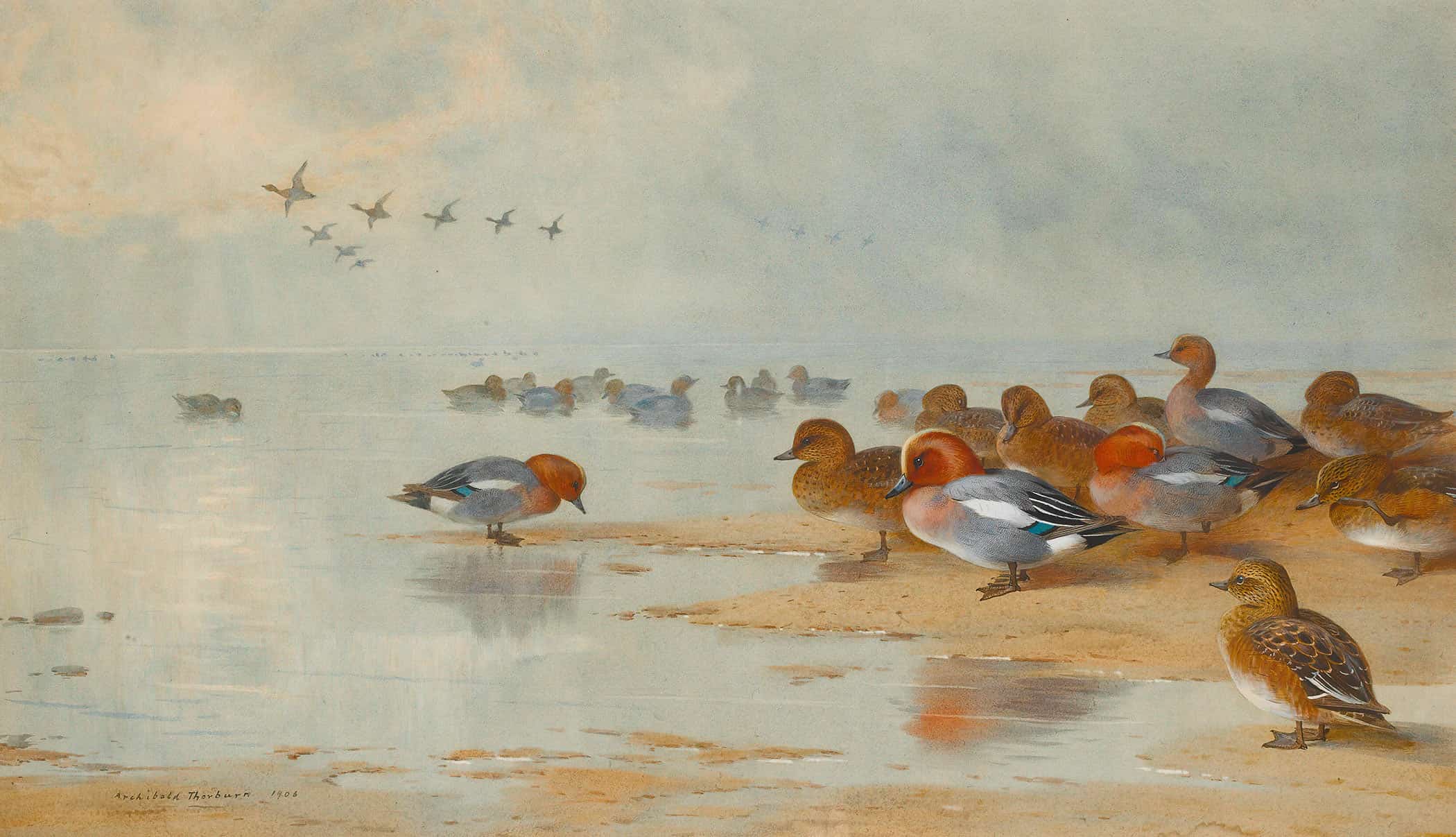 Wigeon And Teal By The Waters Edge by Archibald Thorburn - Image 2