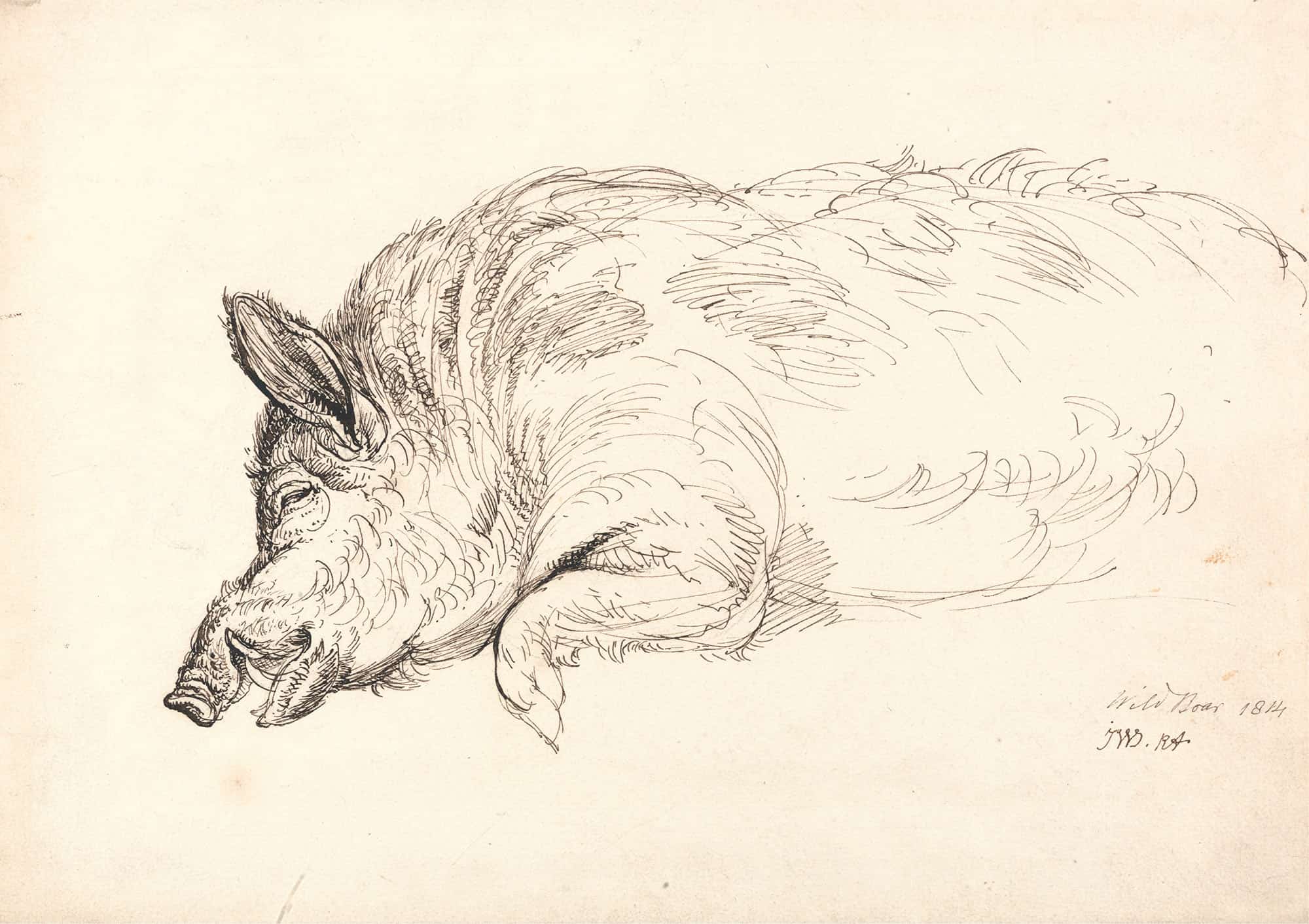 Wild Boar by James Ward