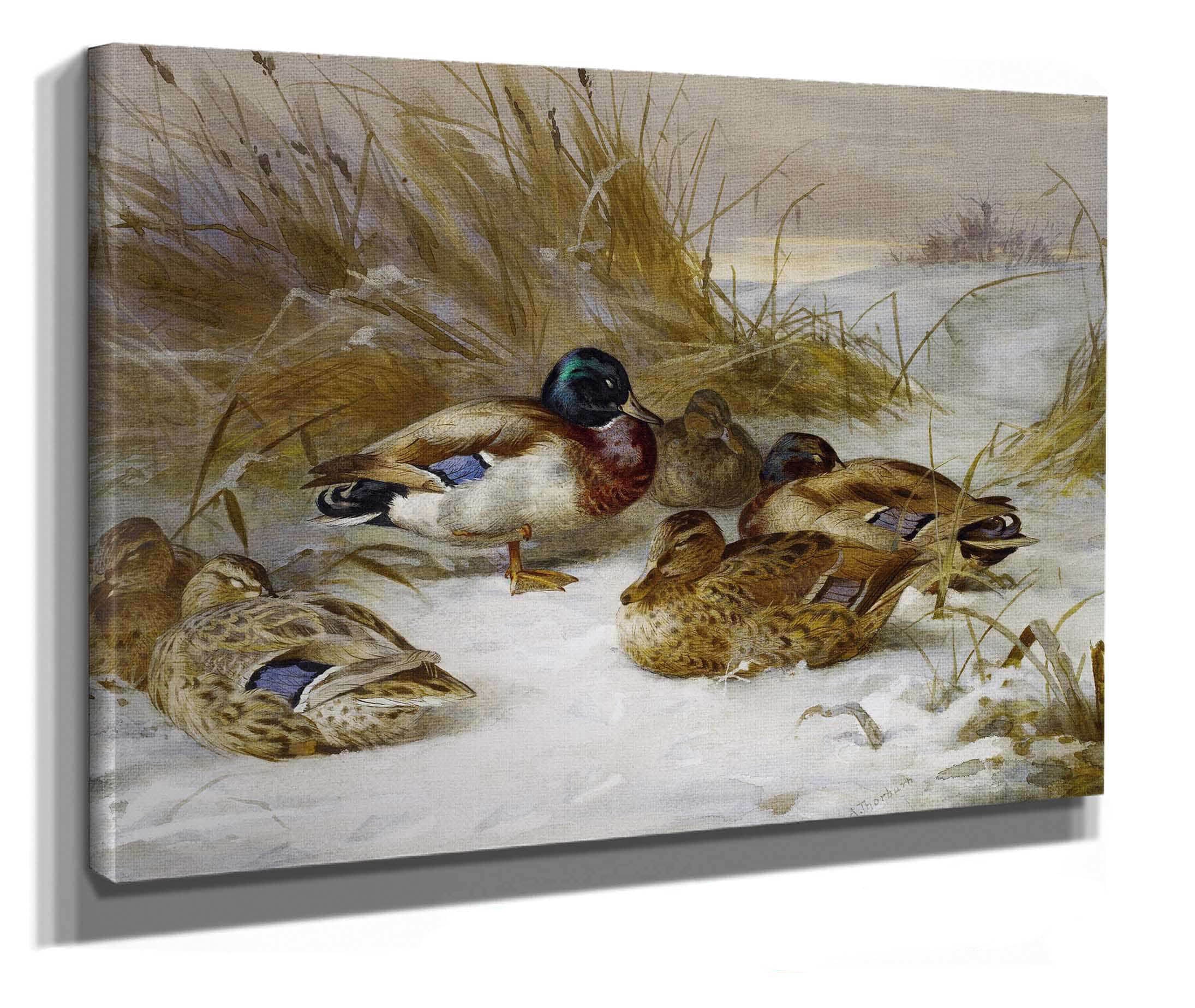 Winter Landscape With Mallard by Archibald Thorburn - Image 2