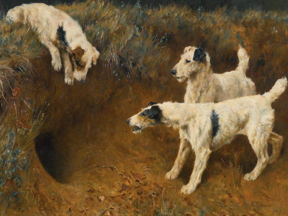 Wire Fox Terriers By A Badger Set By Arthur Wardle - Image 5