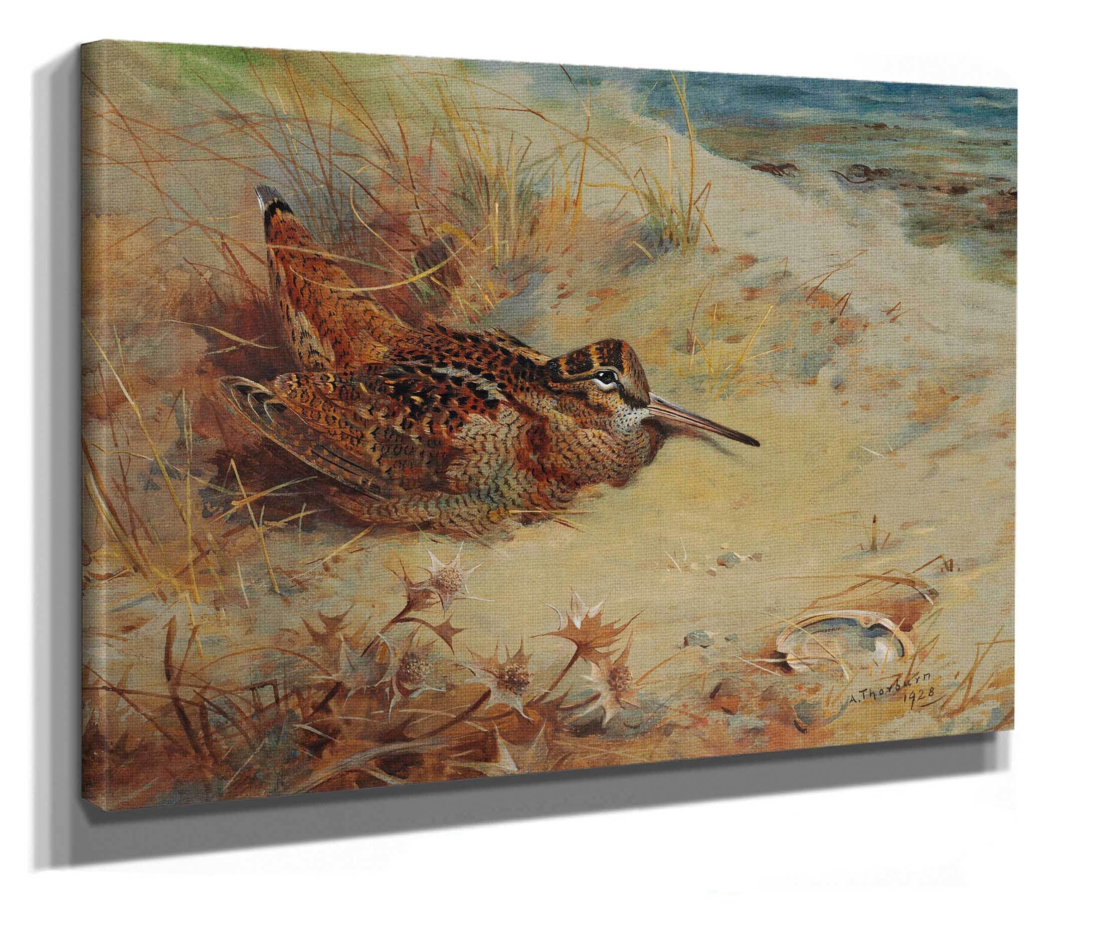 Woodcock Sheltering In The Sand Dunes by Archibald Thorburn - Image 2
