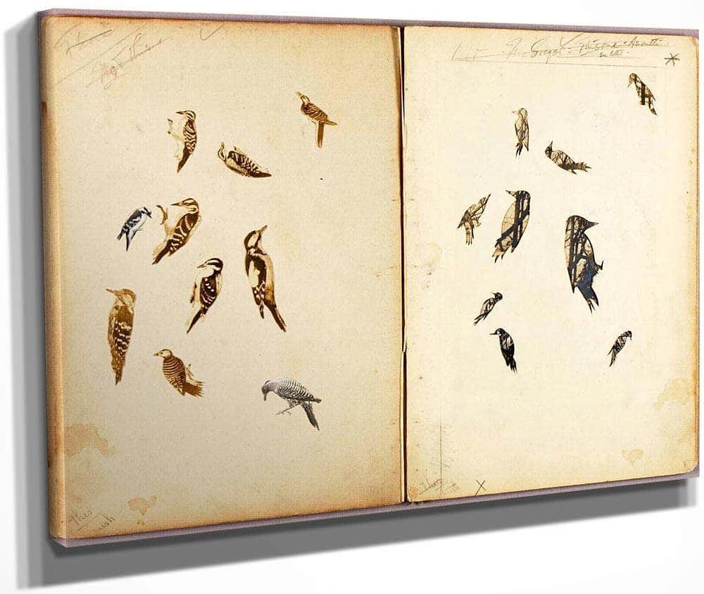 Woodpecker, Study Folder For Book Concealing Coloration In The Animal Kingdom By Abbott Handerson Thayer