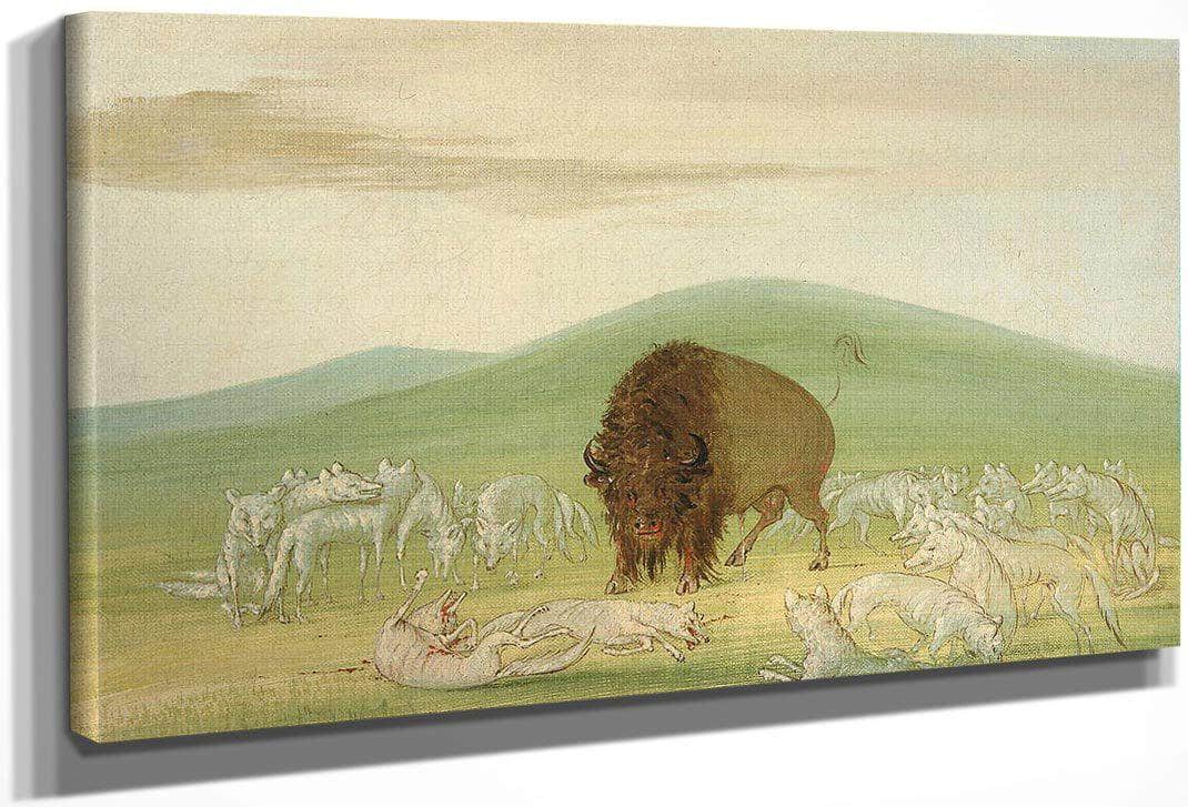 Wounded Buffalo Bull Surrounded By White Wolves By George Catlin