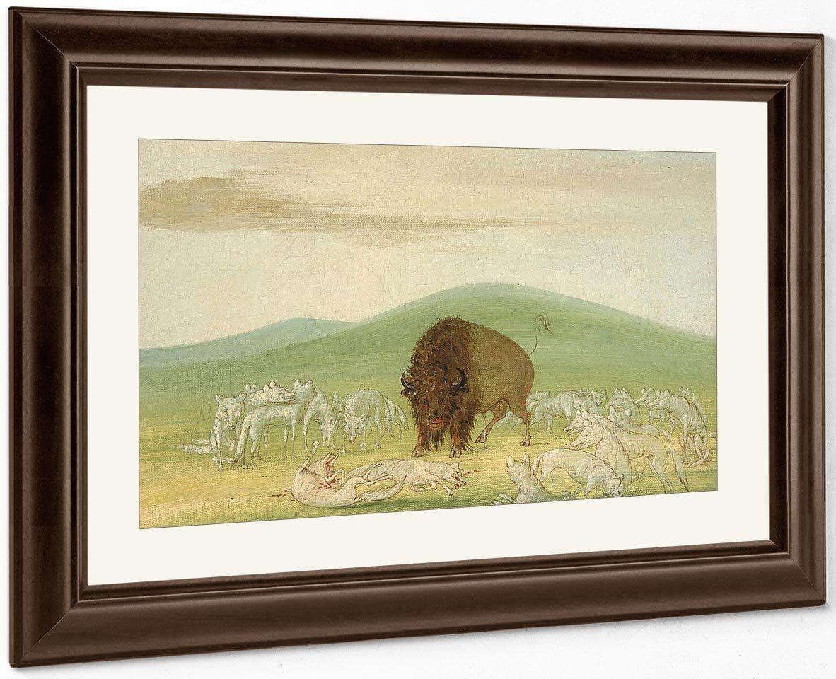 Wounded Buffalo Bull Surrounded By White Wolves By George Catlin - Image 3