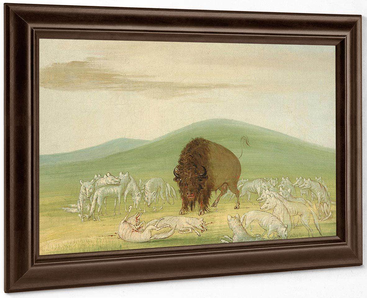 Wounded Buffalo Bull Surrounded By White Wolves By George Catlin - Image 4
