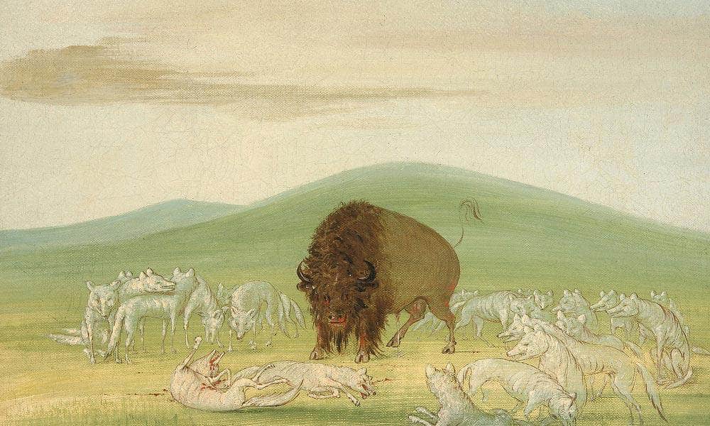 Wounded Buffalo Bull Surrounded By White Wolves By George Catlin - Image 5