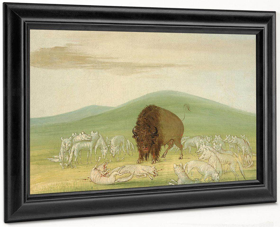 Wounded Buffalo Bull Surrounded By White Wolves By George Catlin - Image 6