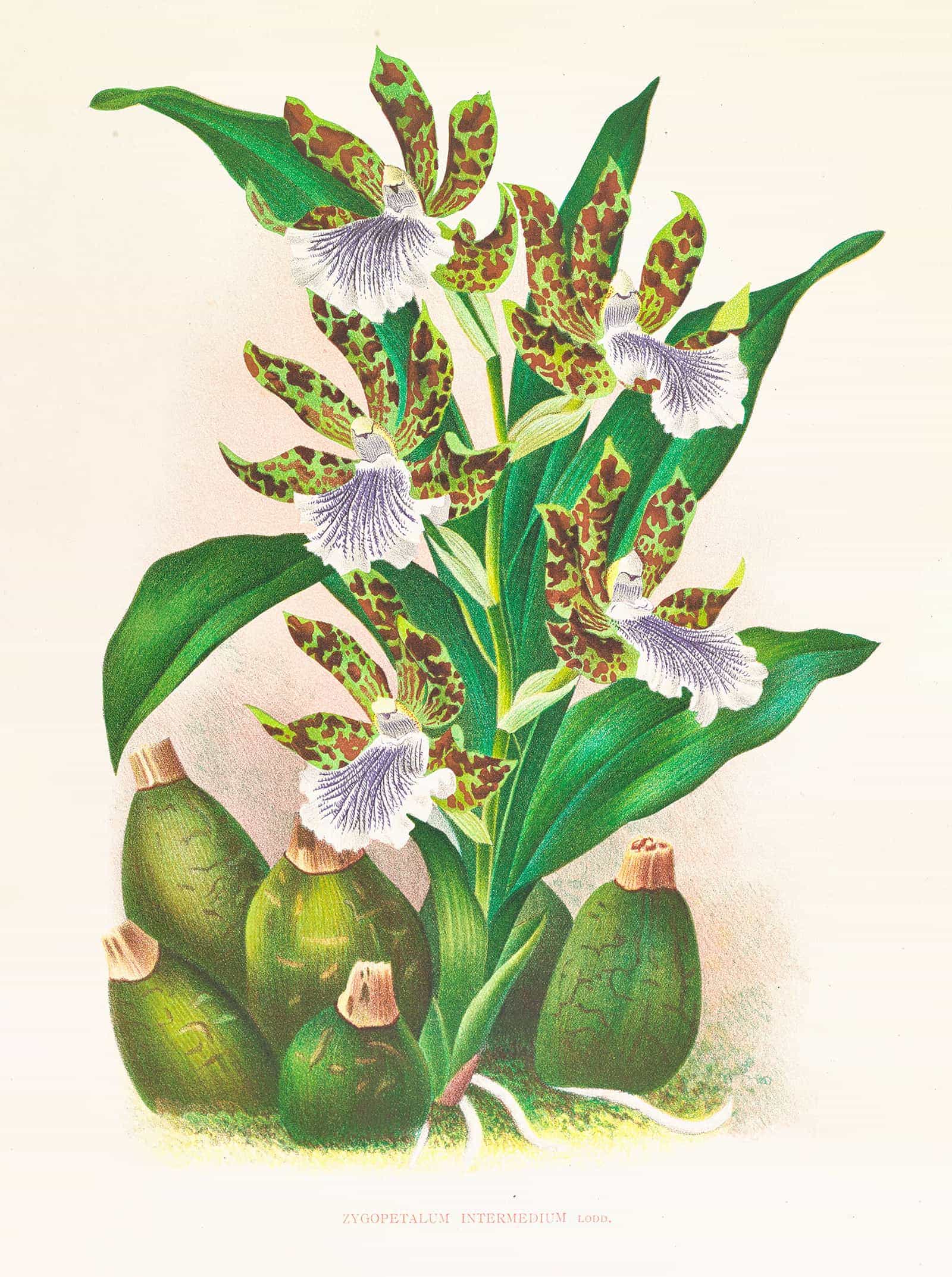 Zygopetalum Intermedium by Jean Jules Linden - Image 2