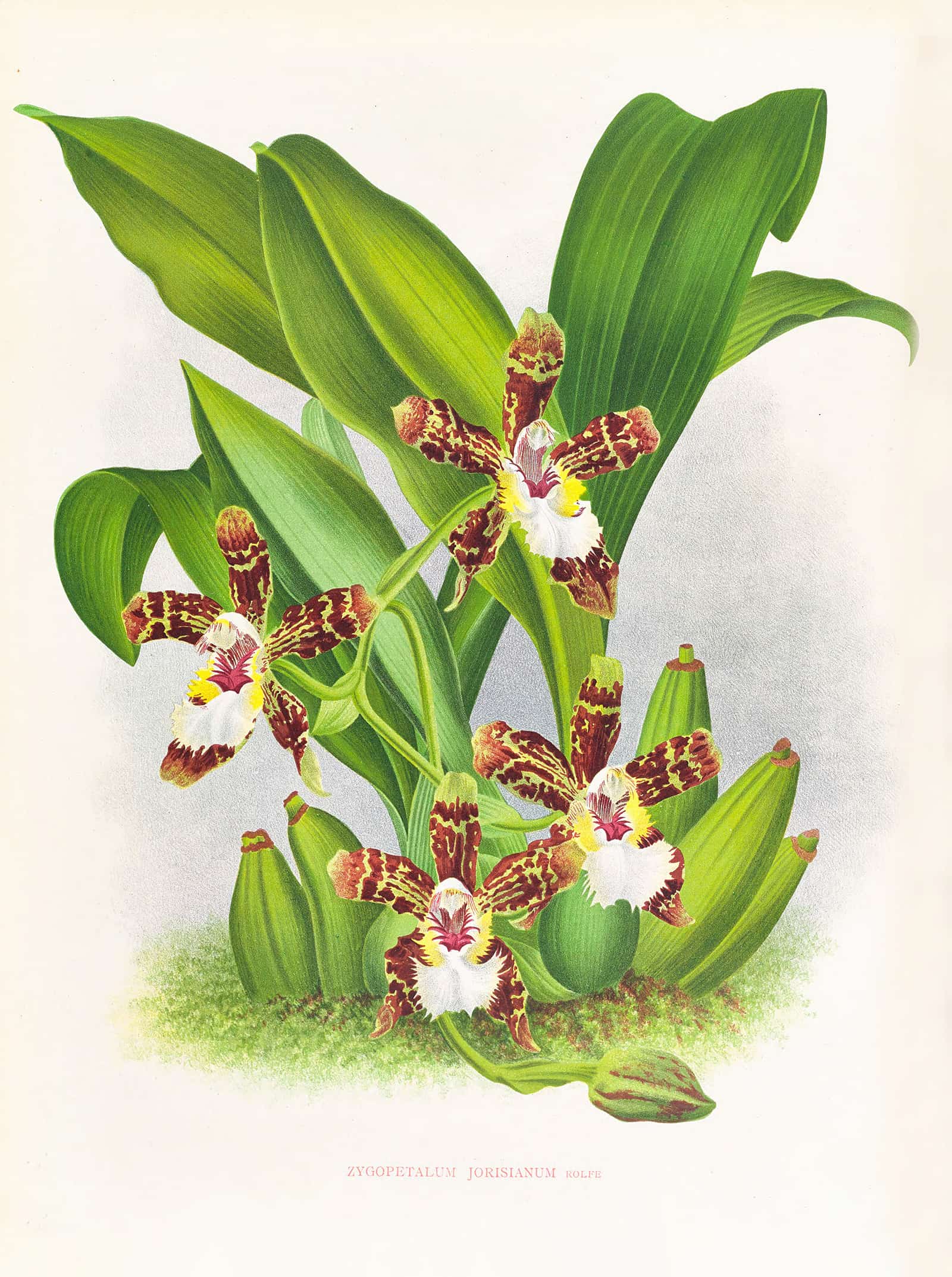 Zygopetalum Jorisianum by Jean Jules Linden - Image 2