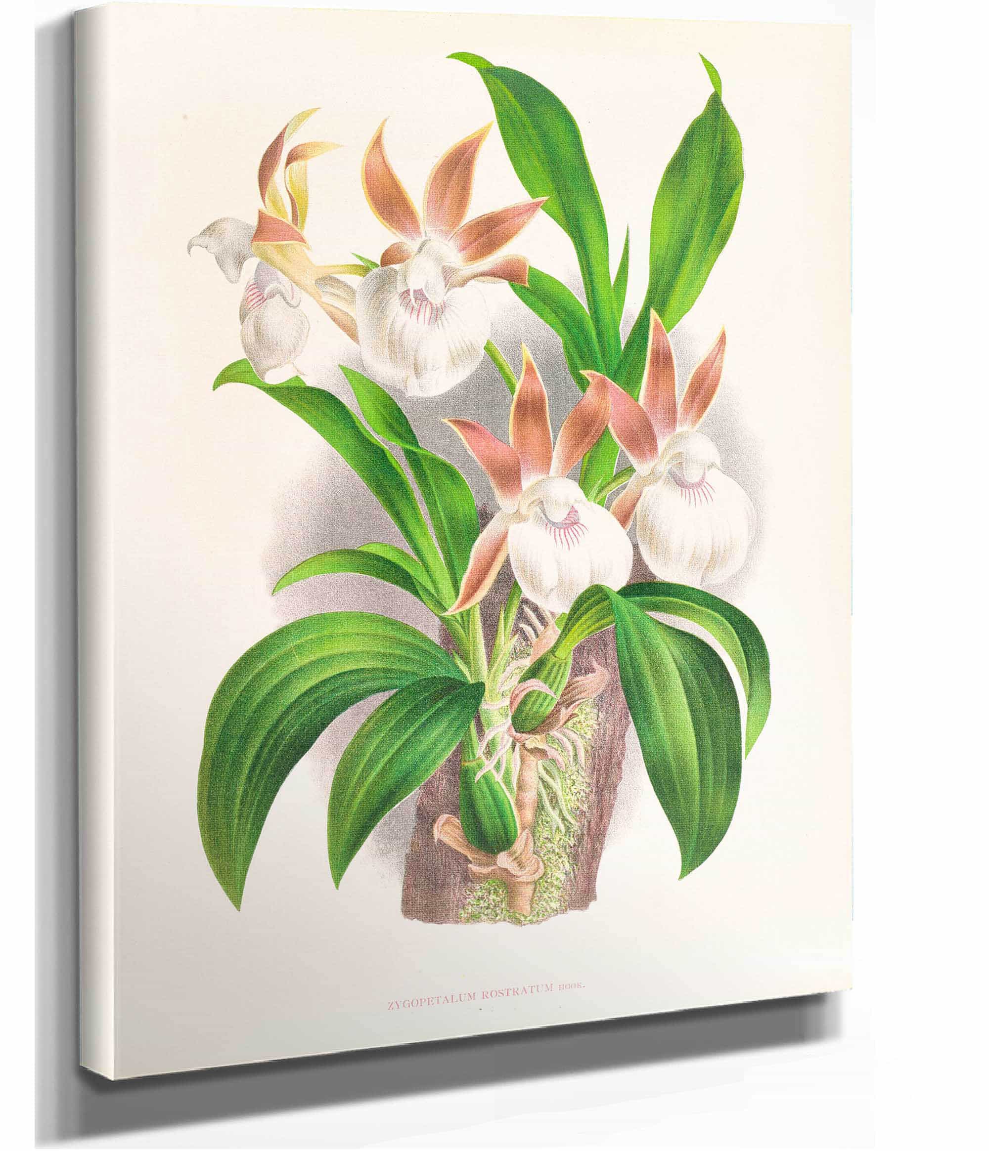 Zygopetalum Rostratum by Jean Jules Linden