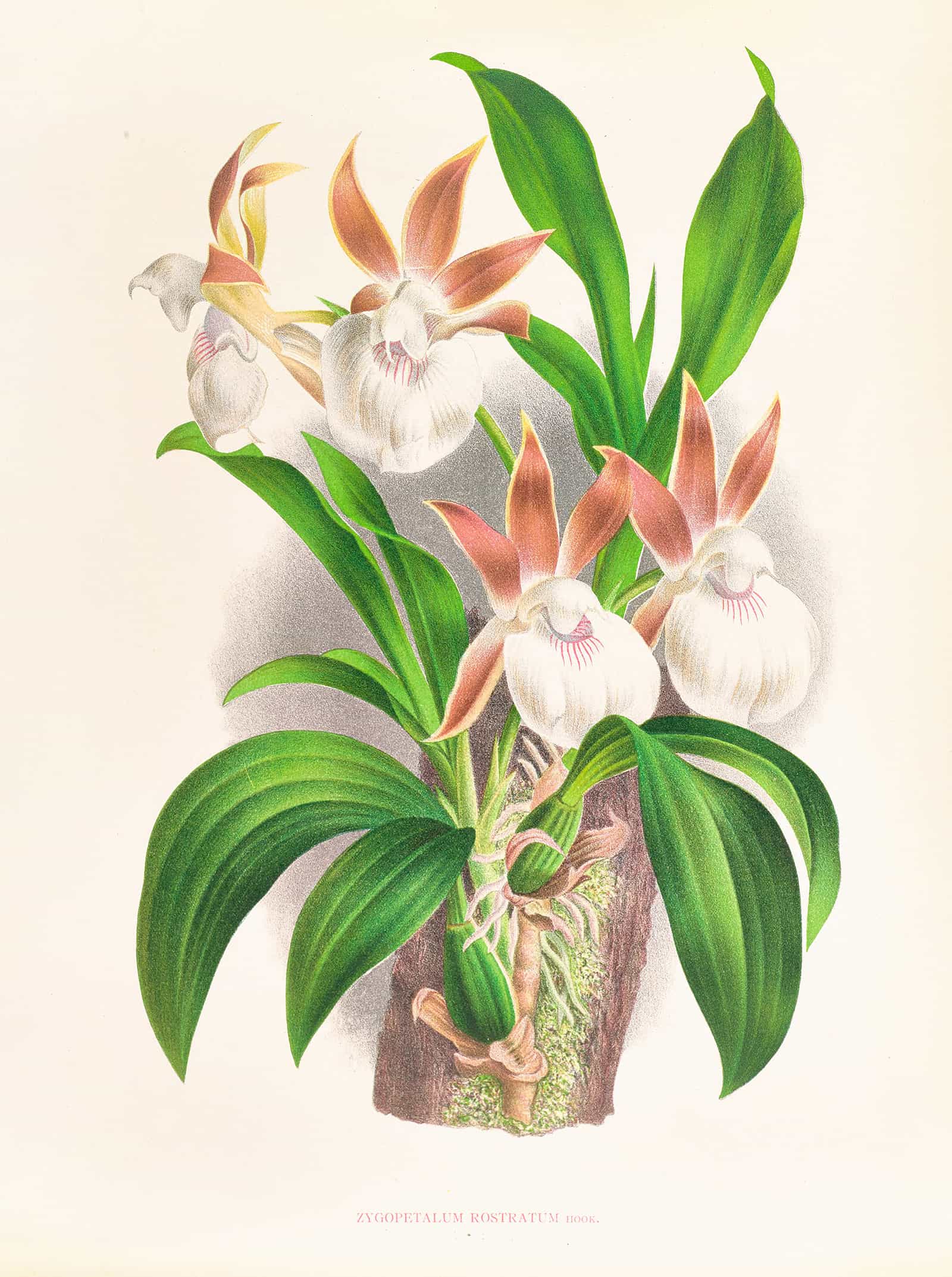Zygopetalum Rostratum by Jean Jules Linden - Image 2